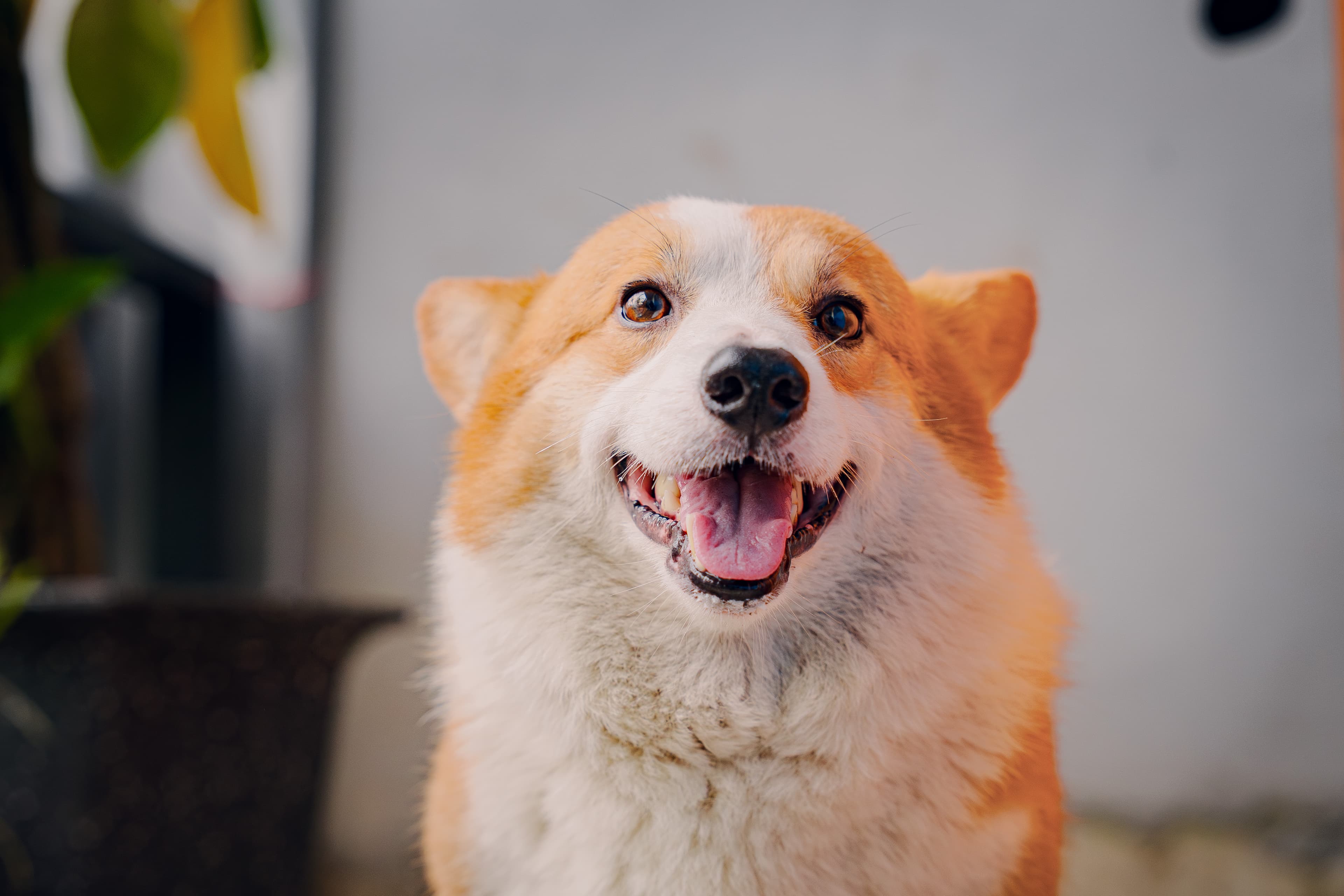 Chú chó corgi lông vàng trắng ngước nhìn, miệng mở như đang cười